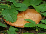 Jouer à Forest mushroom
