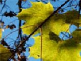 Jouer à Leaves jigsaw puzzle