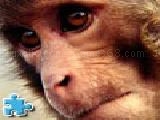 Jouer à Rhesus monkeys jigsaw