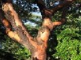 Jouer à Jigsaw: trunk