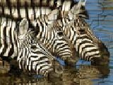 Jouer à Zebra jigsaw puzzle