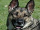Jouer à Dog jigsaw puzzle