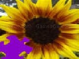Jouer à Harvest sunflower jigsaw