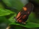 Jouer à Tropical butterfly jigsaw