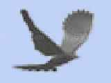 Jouer à Ravens flight
