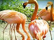 Jouer à Flamingos in the lake puzzle