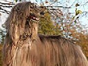 Jouer à Big hairy dog slide puzzle