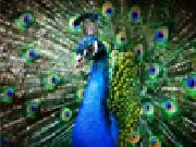 Jouer à Beautiful peacock