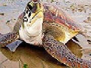 Jouer à Big sea turtle slide puzzle