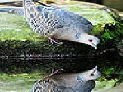 Jouer à Thirsty dove puzzle
