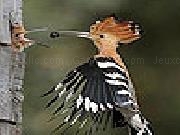 Jouer à Woodpecker family slide puzzle