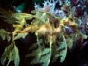 Jouer à Leafy sea dragon jigsaw