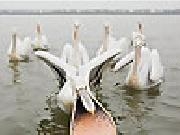 Jouer à Hungry pelicans slide puzzle