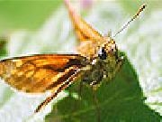 Jouer à Orange winged butterfly slide puzzle