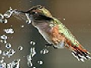 Jouer à Little thirsty sparrow puzzle