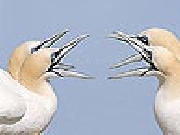 Jouer à Talkative white birds slide puzzle