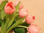 Jouer à Jigsaw: tulips
