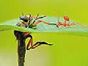 Jouer à Little ant and leaf slide puzzle