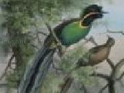 Jouer à Birds of paradise jigsaw