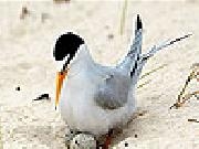 Jouer à Orange beak bird slide puzzle
