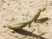 Jouer à Praying mantis jigsaw