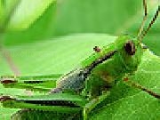 Jouer à Green grasshopper slide puzzle