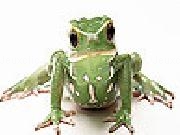 Jouer à Angry frog slide puzzle