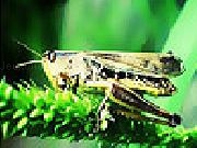 Jouer à Green grasshopper slide puzzle
