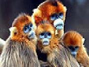 Jouer à Blue faced monkeys slide puzzle