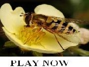 Jouer à Bee on flower jigsaw puzzle
