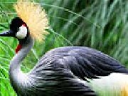 Jouer à Big magnificent bird puzzle