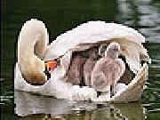 Jouer à Gray swans slide puzzle