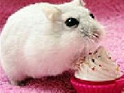 Jouer à Hungry mouse slide puzzle