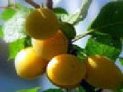 Jouer à Apricot