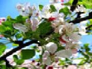 Jouer à Blooming apple tree