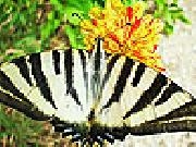 Jouer à Striped butterfly slide puzzle