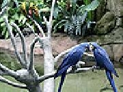 Jouer à Two beloved bird slide puzzle