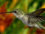 Jouer à Hummingbird