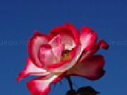 Jouer à Jigsaw: red and white rose