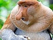 Jouer à Big nose slide puzzle