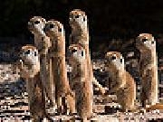Jouer à Shy meerkat family slide puzzle