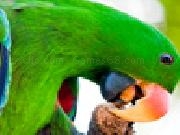 Jouer à Macaw parrot jigsaw