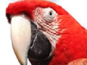 Jouer à Jigsaw: red macaw