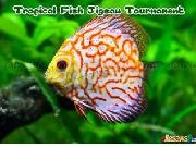 Jouer à Tropical fish jigsaw tournament