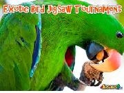 Jouer à Exotic bird jigsaw tournament
