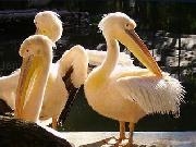 Jouer à Pelicans