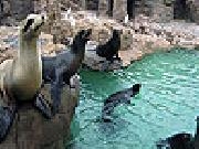 Jouer à Sleepy seals slide puzzle