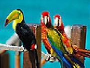 Jouer à Colorful parrots slide puzzle