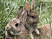 Jouer à Cute rabbits slide puzzle