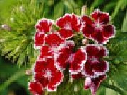 Jouer à Jigsaw: red flowers